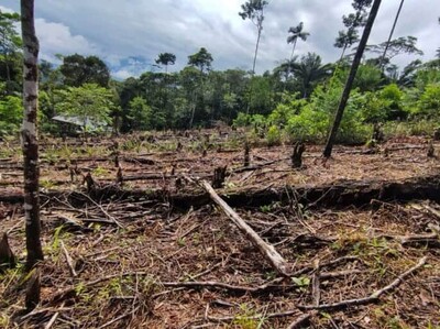 América Latina busca cero deforestación antes de 2030