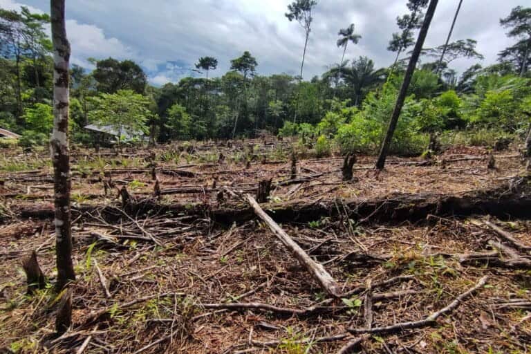 América Latina y el Caribe se propone alcanzar el nivel cero deforestación antes de 2030 América Latina y el Caribe se propone alcanzar el nivel cero deforestación antes de 2030