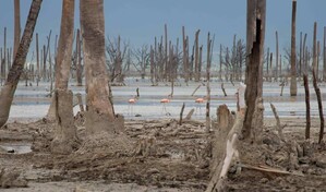 "Actuar localmente": el reto que marca el D&iacute;a de la Biodiversidad