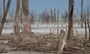 "Actuar localmente": el reto que marca el D&iacute;a de la Biodiversidad