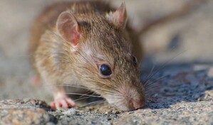 Casos positivos de leptospirosis superan el doble de los registrados en 2025