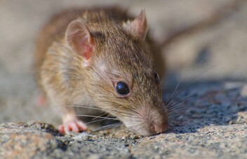 Casos positivos de leptospirosis superan el doble de los registrados en 2025 Casos positivos de leptospirosis superan el doble de los registrados en 2025