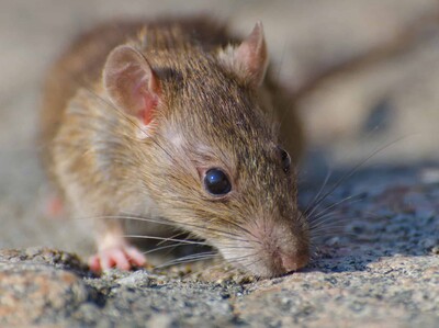 Casos positivos de leptospirosis superan el doble que en 2025