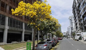 El roble amarillo vuelve a llenar de color las calles de Santo Domingo