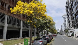 El roble amarillo vuelve a llenar de color las calles de Santo Domingo