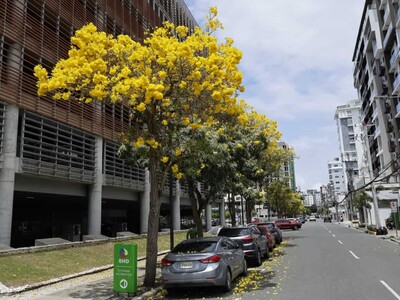 Flores amarillas del roble amarillo embellecen las calles