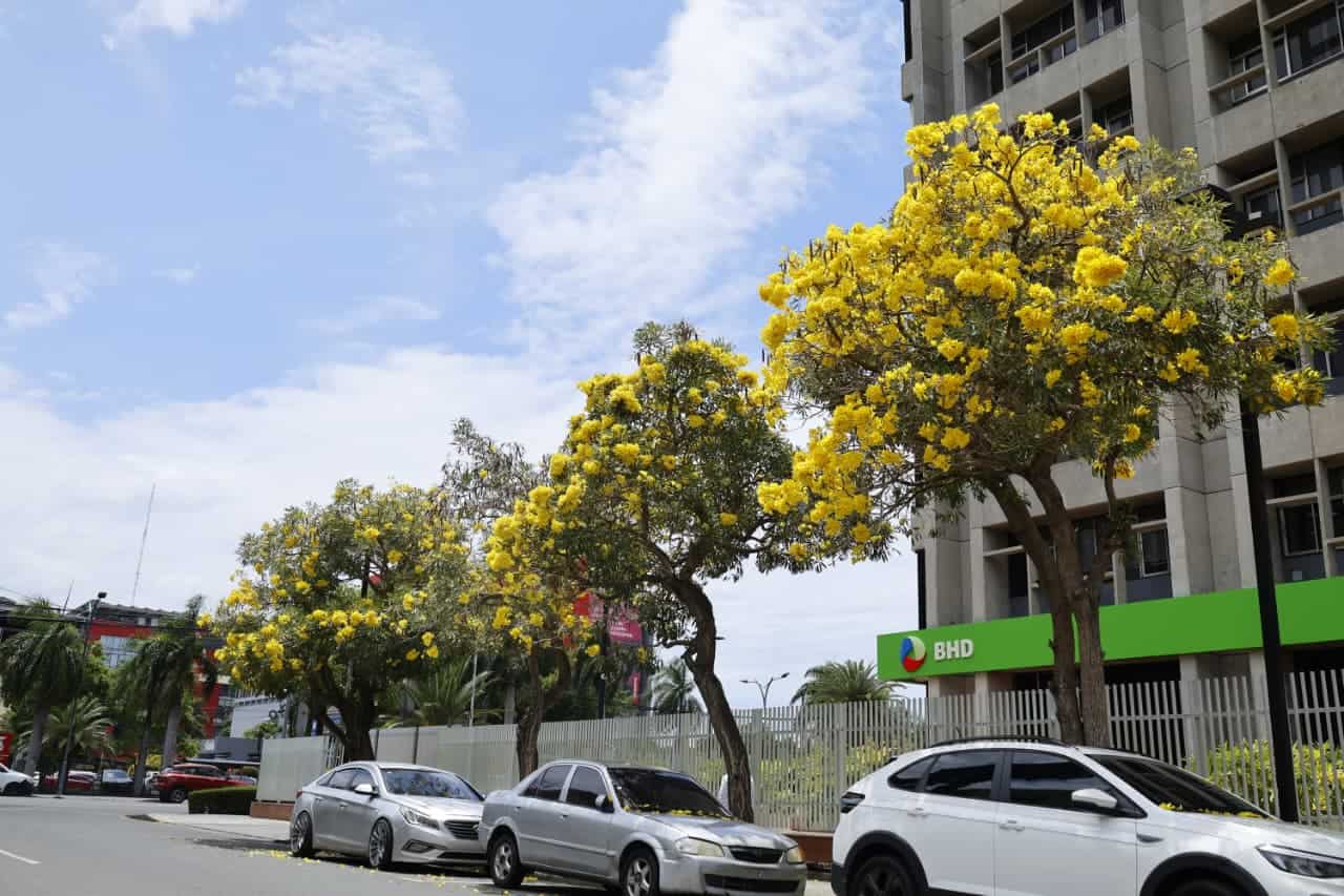 Robles amarillos florecidos en el Distrito Nacional.