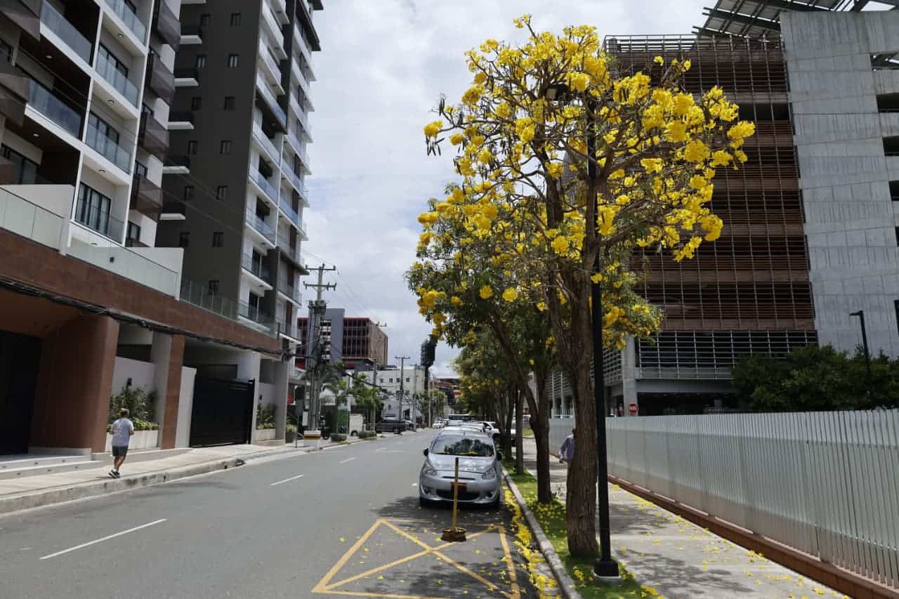 Robles amarillos embellecen las calles de la capital, Santo Domingo.