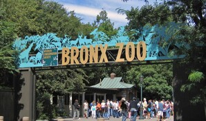 Empleado del Zool&oacute;gico de El Bronx resulta herido tras ser mordido por un cocodrilo