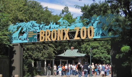Empleado del Zool&oacute;gico de El Bronx resulta herido tras ser mordido por un cocodrilo