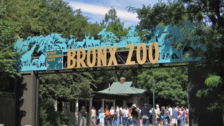 Empleado del Zoológico de El Bronx resulta herido tras ser mordido por un cocodrilo Empleado del Zoológico de El Bronx resulta herido tras ser mordido por un cocodrilo