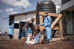 La OMS eleva a 223 las muertes sospechosas por la epidemia de ébola en la RD del Congo La OMS eleva a 223 las muertes sospechosas por la epidemia de ébola en la RD del Congo