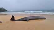 Hallan ballena picuda muerta en playa de R&iacute;o San Juan