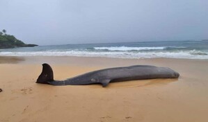 Hallan ballena picuda muerta en playa de R&iacute;o San Juan