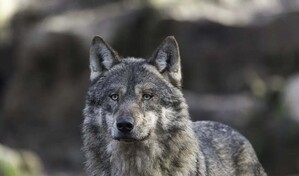 Una mujer es atacada por un lobo en Grecia y sobrevive tras enfrentarlo durante 10 minutos