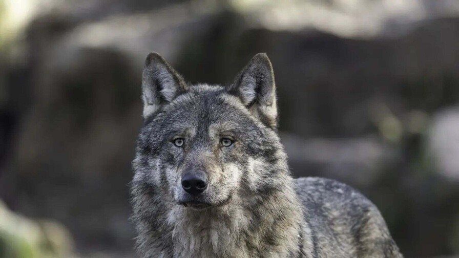 Una mujer es atacada por un lobo en Grecia y sobrevive tras enfrentarlo durante 10 minutos Una mujer es atacada por un lobo en Grecia y sobrevive tras enfrentarlo durante 10 minutos