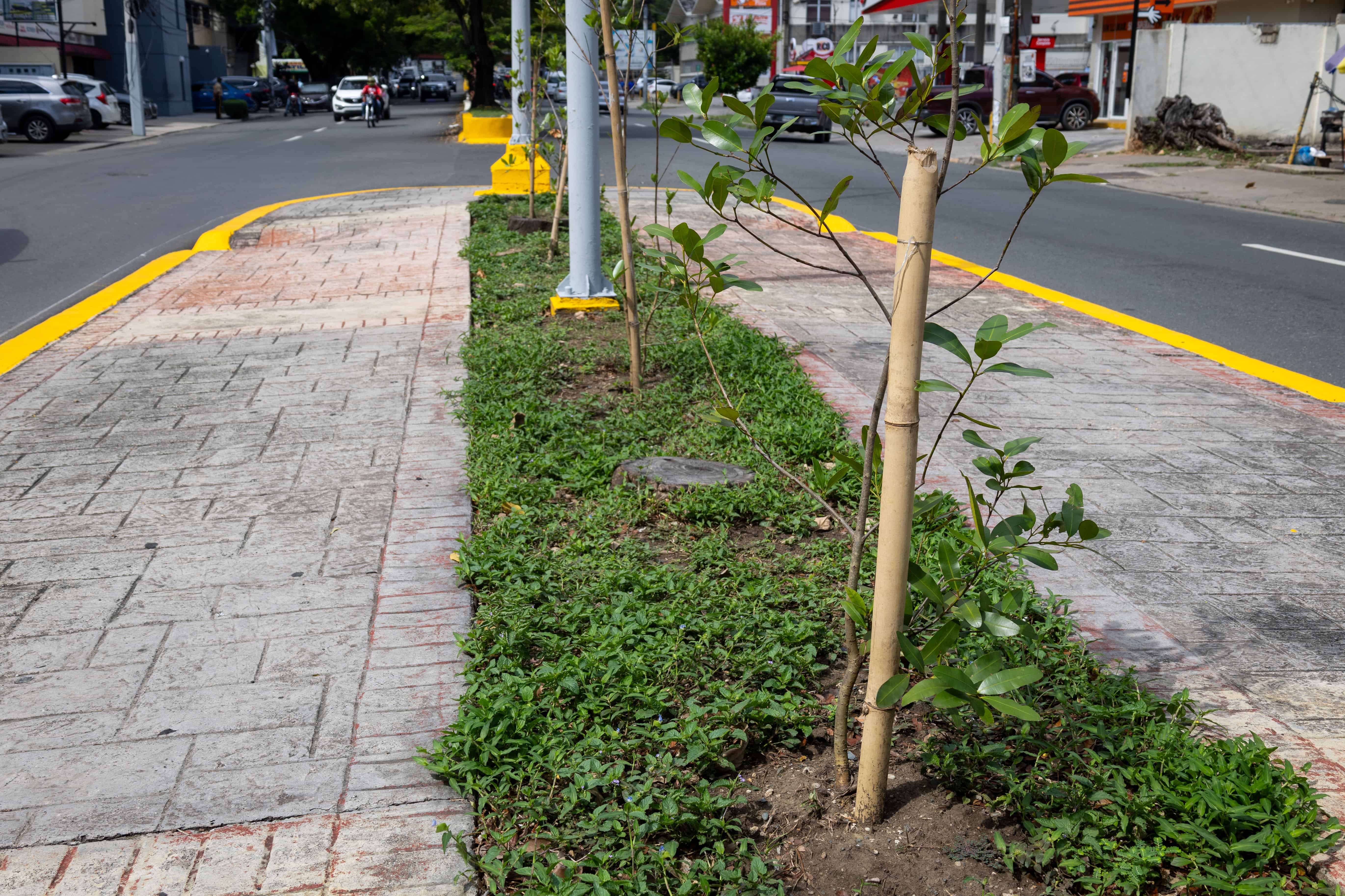 Plantaciones de mara en la calle Leopoldo Navarro.