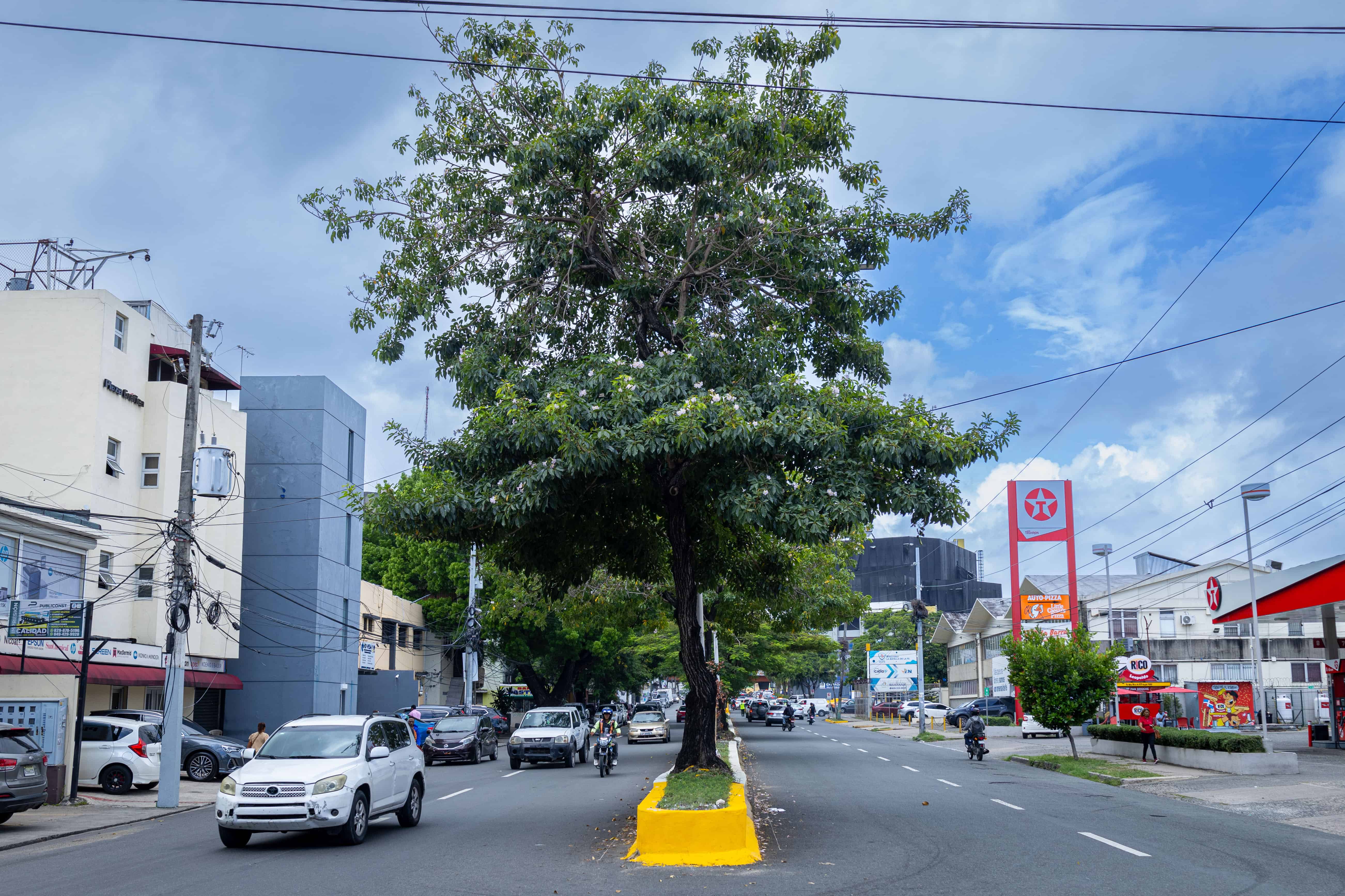 Un árbol de roble en una vía de Santo Domingo.