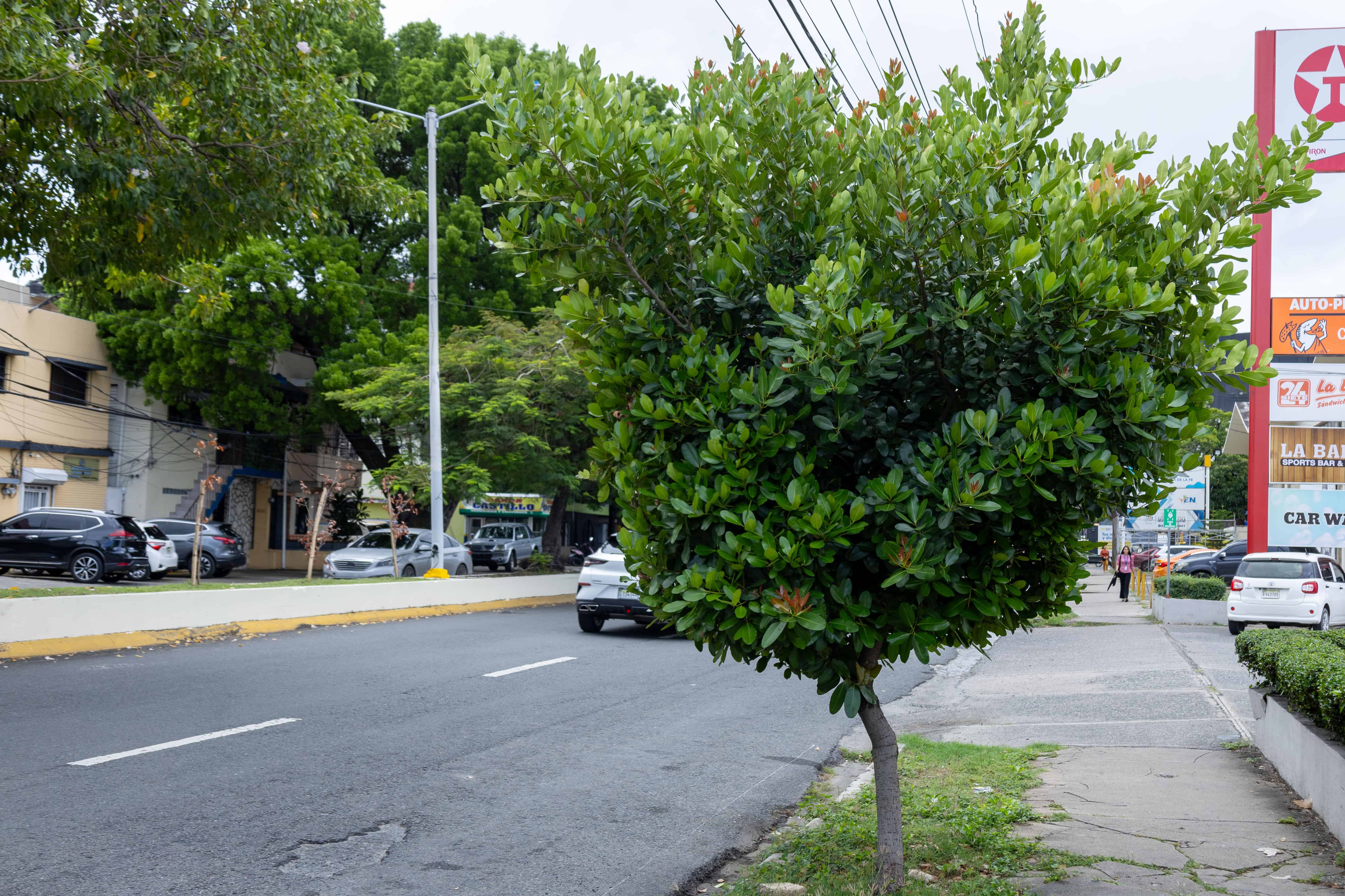 Una mata de mara, recomendada para arborizar la ciudad de Santo Domingo.