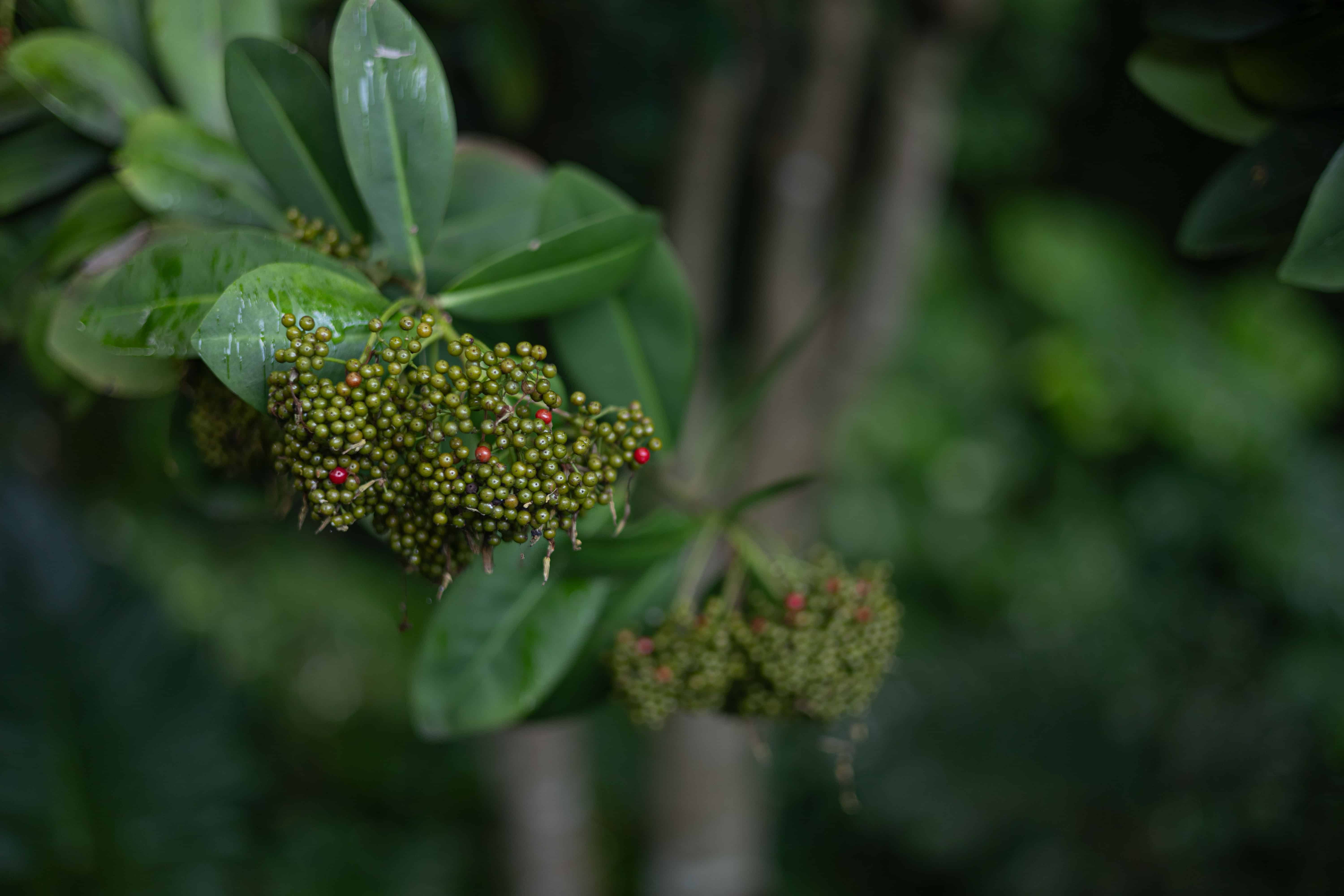 Algunos de los árboles producen frutos para las aves y los humanos.