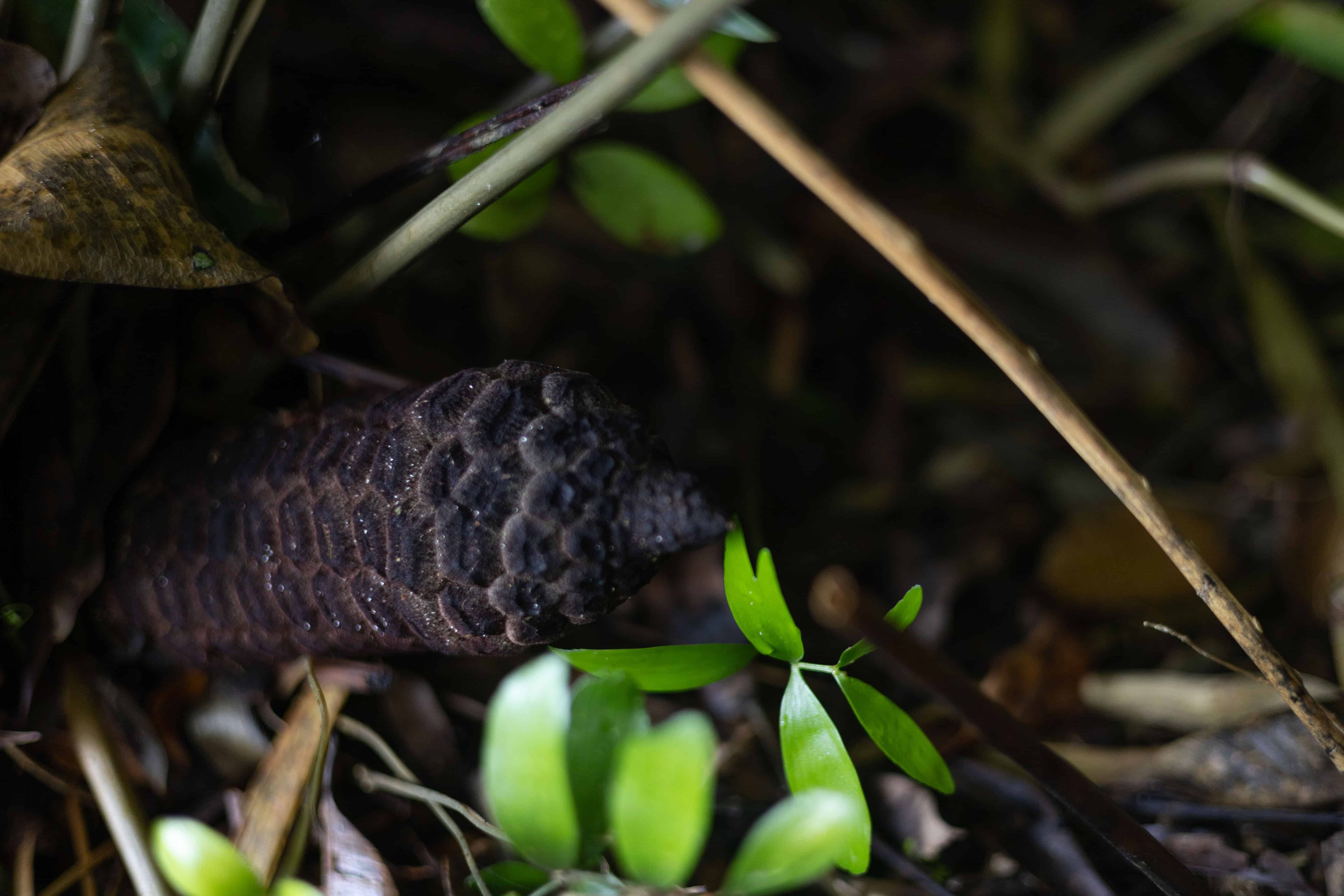Fruto de guáyiga.