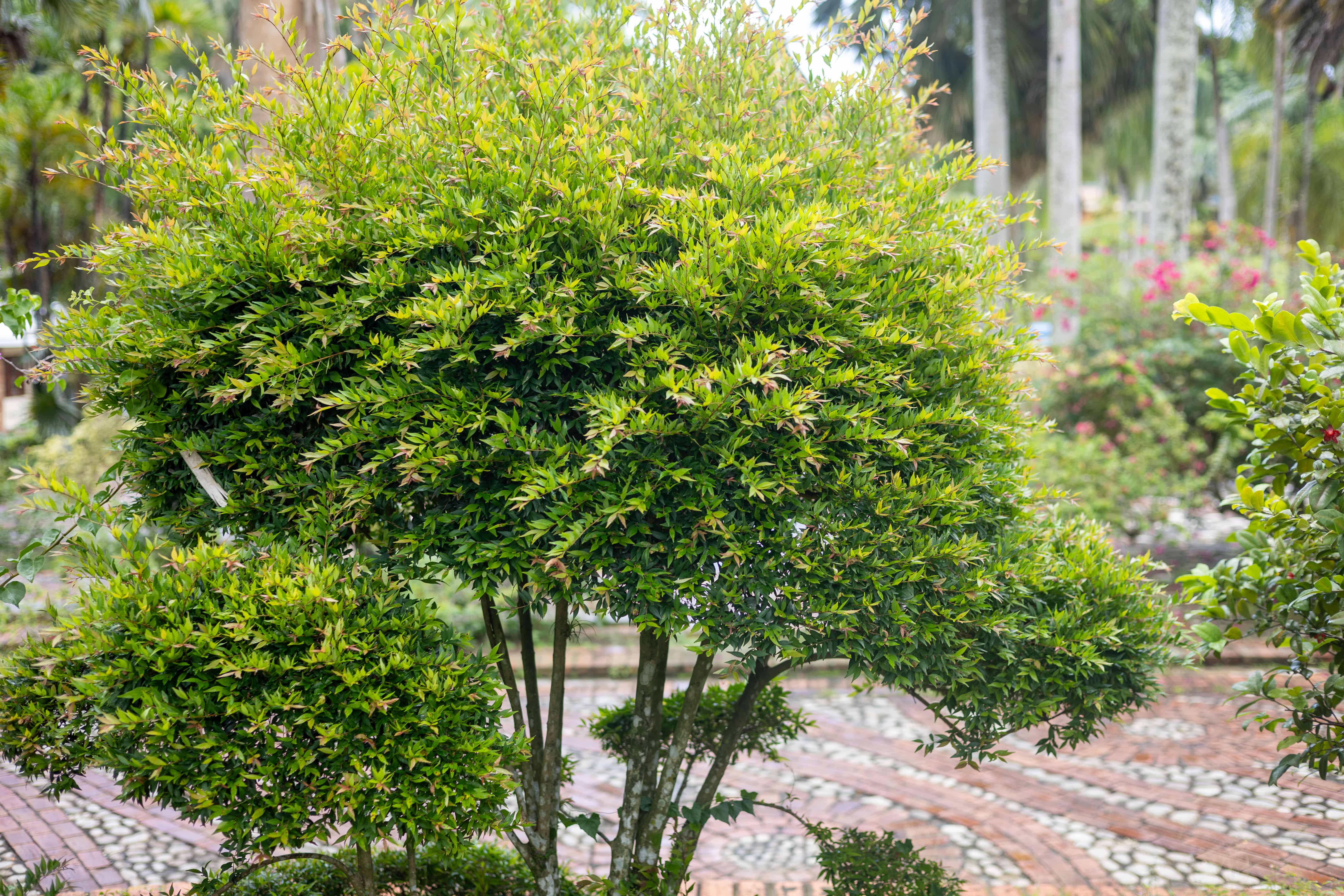 Árbol de arraiján.