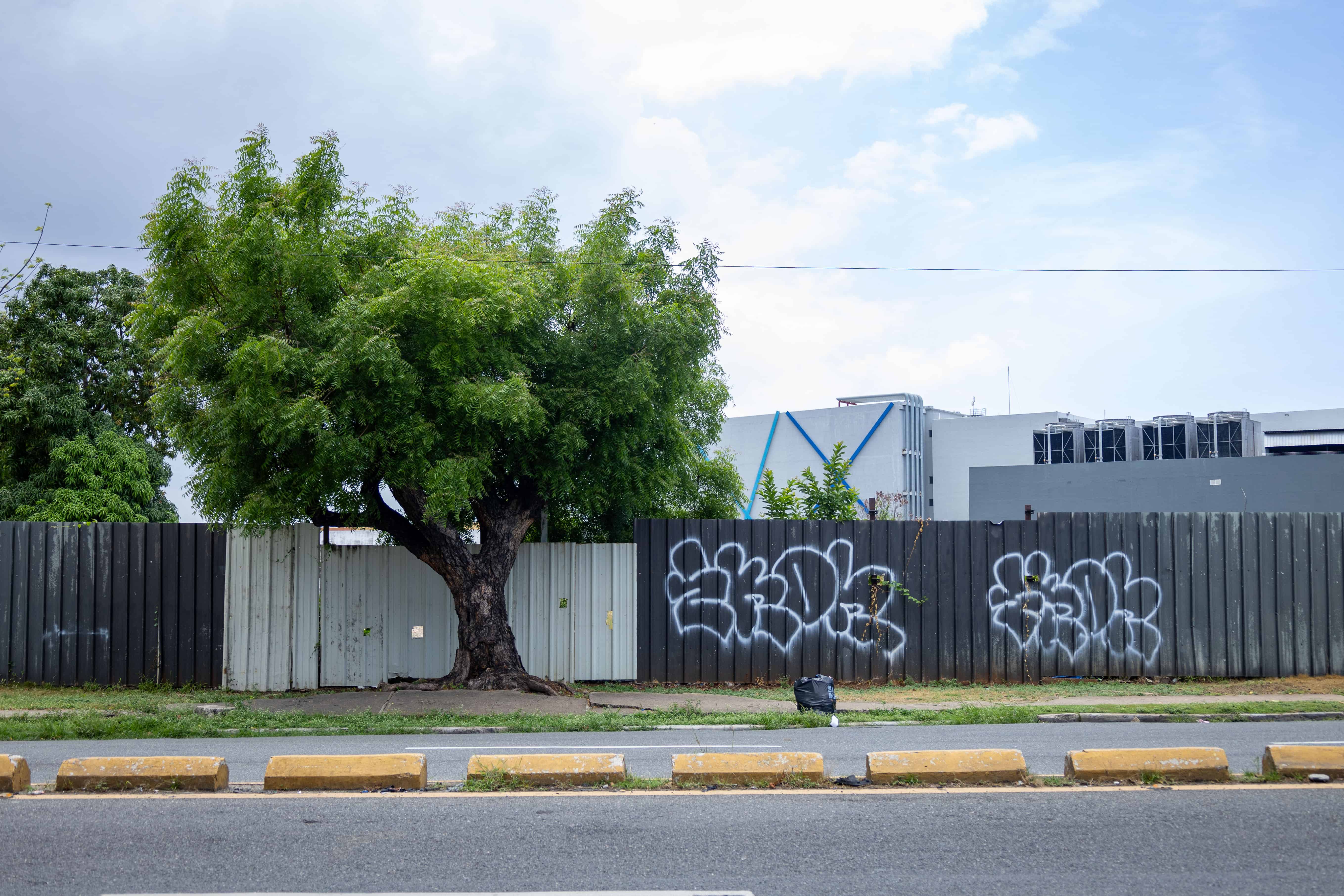 Árbol de nin, uno de los más tóxicos.