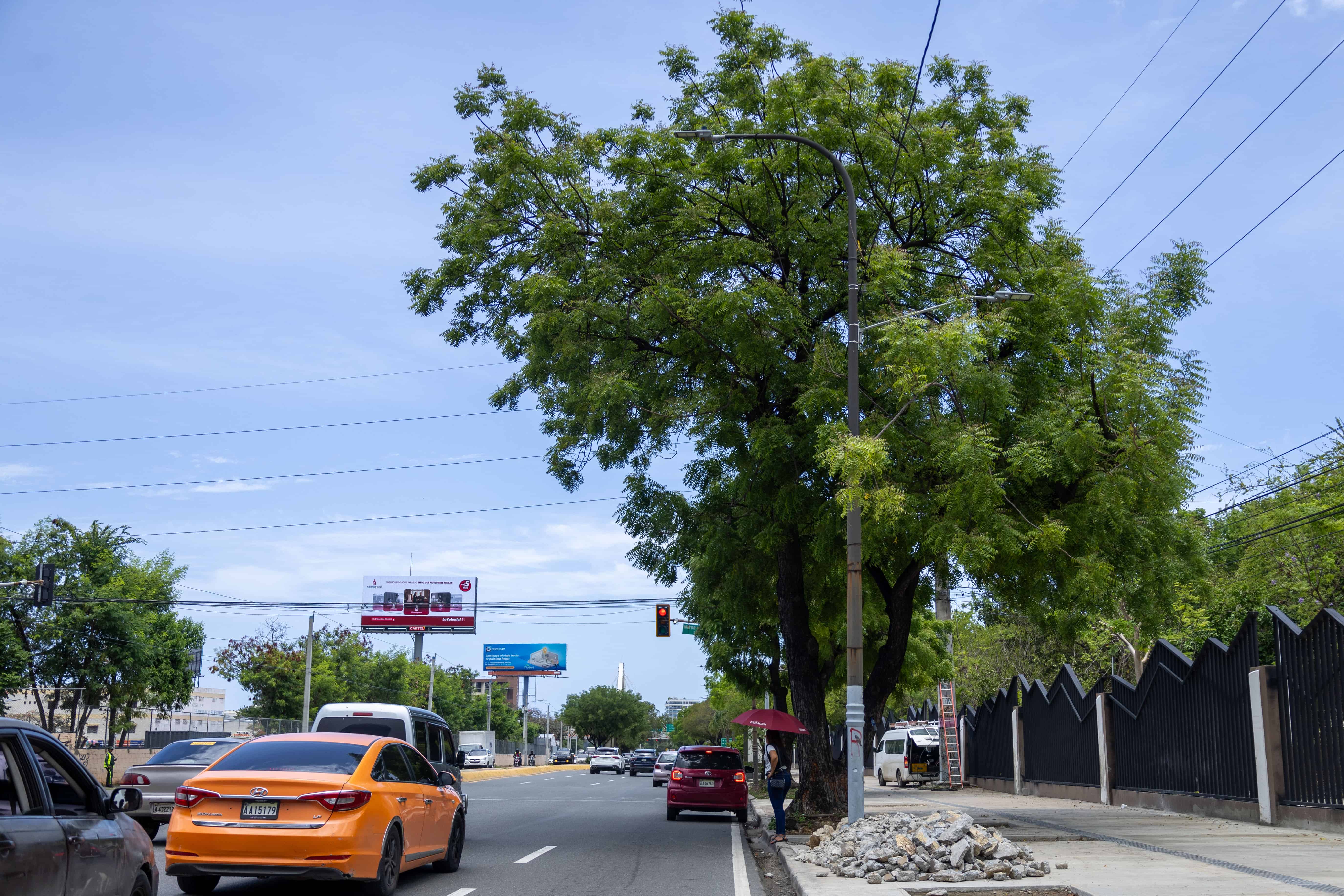 Árbol de nin.