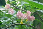 Descubren en Per&uacute; una nueva especie de planta end&eacute;mica de la selva amaz&oacute;nica central