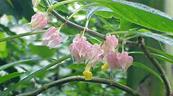 Descubren en Per&uacute; una nueva especie de planta end&eacute;mica de la selva amaz&oacute;nica central