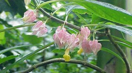 Descubren en Per&uacute; una nueva especie de planta end&eacute;mica de la selva amaz&oacute;nica central