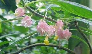 Descubren en Per&uacute; una nueva especie de planta end&eacute;mica de la selva amaz&oacute;nica central