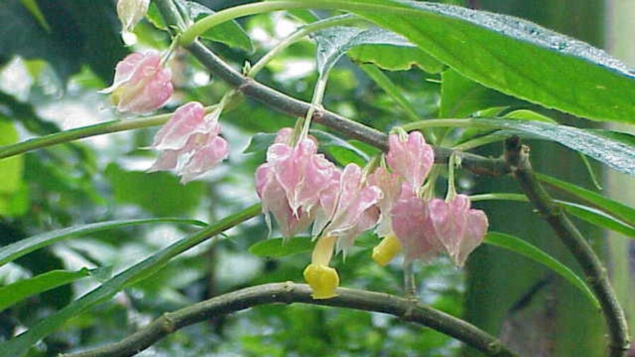 Descubren en Perú una nueva especie de planta endémica de la selva amazónica central Descubren en Perú una nueva especie de planta endémica de la selva amazónica central