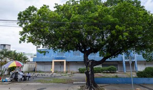 &iquest;Qu&eacute; &aacute;rboles deben sembrarse en la ciudad y cu&aacute;les est&aacute;n causando da&ntilde;os urbanos?