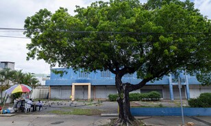 &iquest;Qu&eacute; &aacute;rboles deben sembrarse en la ciudad y cu&aacute;les est&aacute;n causando da&ntilde;os urbanos?