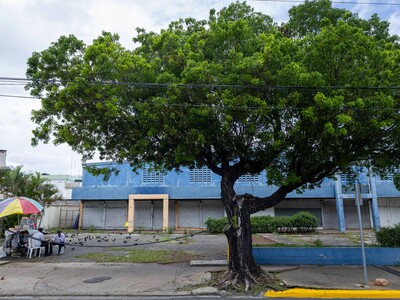 El dilema de los árboles que dañan aceras, pero que alimentan aves