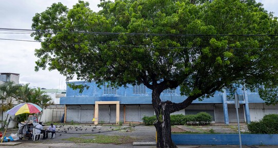 &iquest;Qu&eacute; &aacute;rboles deben sembrarse en la ciudad y cu&aacute;les est&aacute;n causando da&ntilde;os urbanos?