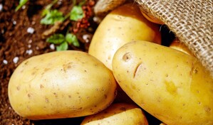 D&iacute;a de la papa: el saber ancestral andino, clave contra las plagas y la sobreproducci&oacute;n