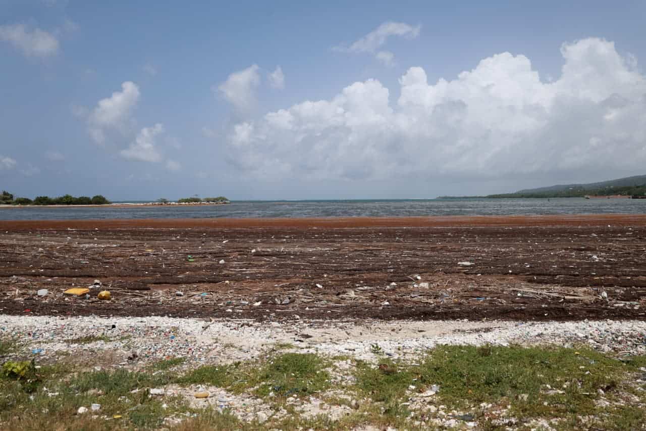 Acumulaciones de sargazo y residuos plásticos cubren una playa de Barahona, el 29 de mayo de 2026.