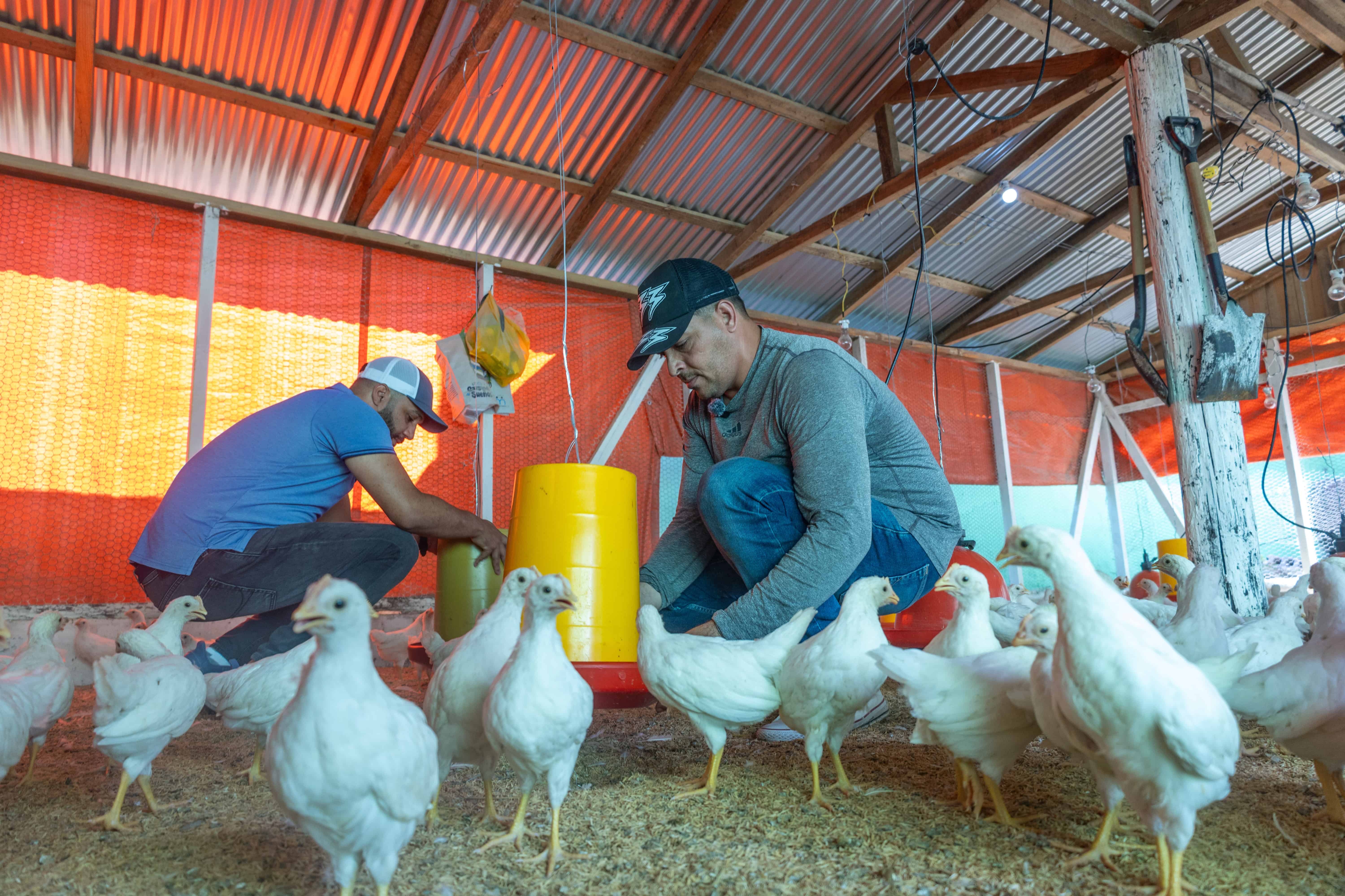 Dos internos trabajan en la granja avícola de la Fortaleza Juana Núñez, donde desarrollan técnicas de producción animal como parte de su proceso de capacitación y reinserción social.