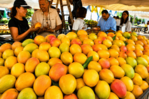Expo Mango 2026: la cosecha de una identidad