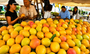 Expo Mango 2026: la cosecha de una identidad