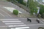 Un oso irrumpe violentamente y lastima a cuatro personas en Japón Un oso irrumpe violentamente y lastima a cuatro personas en Japón