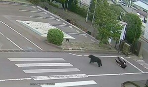 Un oso irrumpe violentamente y lastima a cuatro personas en Jap&oacute;n