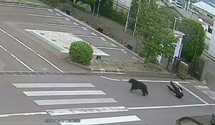 Un oso irrumpe violentamente y lastima a cuatro personas en Jap&oacute;n