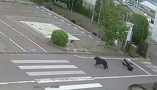 Un oso irrumpe violentamente y lastima a cuatro personas en Jap&oacute;n