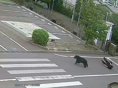 Cuatro heridos en ataque de oso en Japón