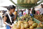 ¿Por qué Baní es la capital dominicana del mango? ¿Por qué Baní es la capital dominicana del mango?