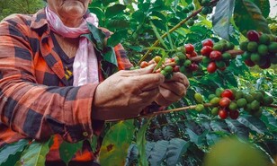 Cr&oacute;nicas de monte adentro: el campesino posmoderno guarda viejas memorias nacionales