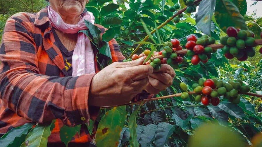 Cr&oacute;nicas de monte adentro: el campesino posmoderno guarda viejas memorias nacionales